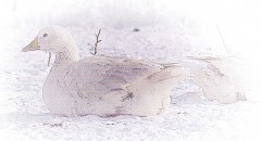羽毛掛けふとん_PU2520_02