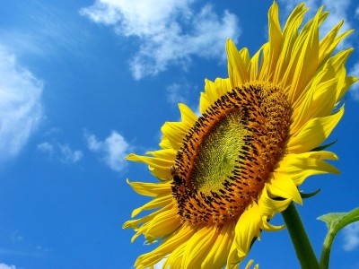 c17b5a7e723daa9dca6b560170f3202a